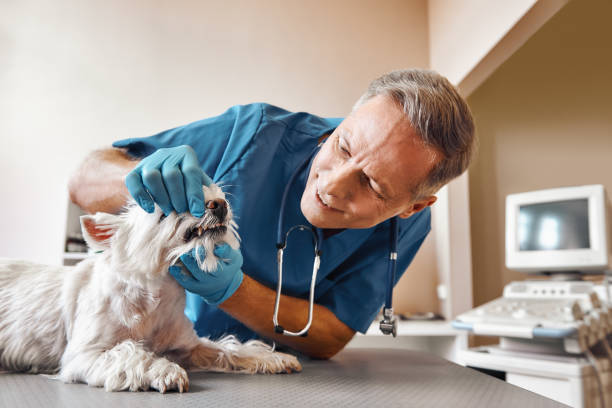 Best Emergency Dental Care for Broken or Chipped Teeth in Gaylord, MN